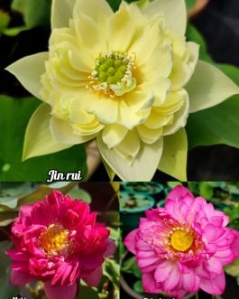 Jin rui, Mahima, Dripping Dew lotus tuber combo(3 lotus)