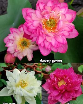 Amery Peony, White masky, Ming Liu lotus tuber combo (3 lotus)