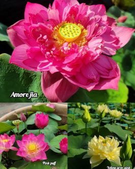 Amore jia, Pink Puff, Yellow pror pink lotus tuber combo(3 lotus)