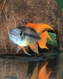 Apistogramma cacatuoides Orange flash ( 1 fish)