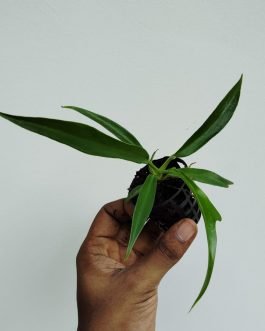 Philodendron Tortum (small single plant pot)