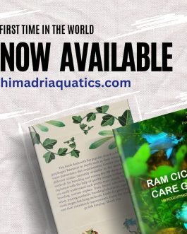 Ram cichild care guide