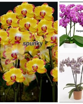 Phalaenopsis orchid combo 2 ( 3 plants)