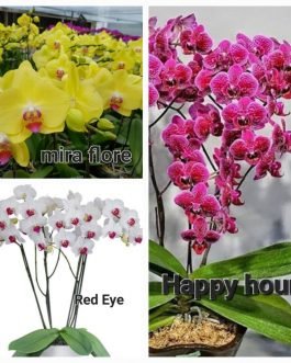 Phalaenopsis orchid combo 1 ( 3 plants)