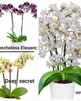 Phalaenopsis orchid combo 4 ( 3 plants)