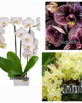 Phalaenopsis orchid combo 3 ( 3 plants)