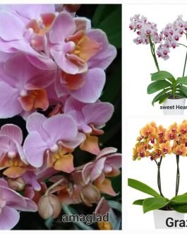 Phalaenopsis orchid combo 6 ( 3 plants)