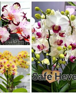 Phalaenopsis orchid combo 5 ( 3 plants)