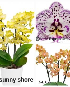 Phalaenopsis orchid combo 7 ( 3 plants)