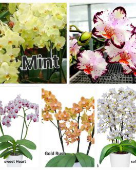 Phalaenopsis orchid combo 9 ( 5 plants)
