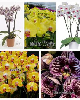 Phalaenopsis orchid combo 8 ( 5 plants)