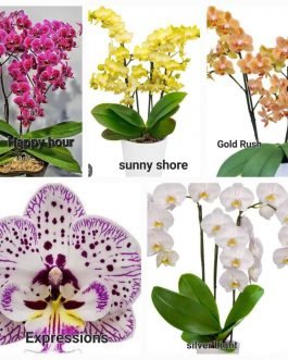 Phalaenopsis orchid combo 11 ( 5 plants)