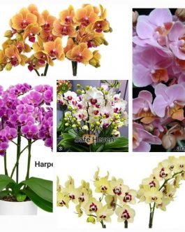 Phalaenopsis orchid combo 10 ( 5 plants)