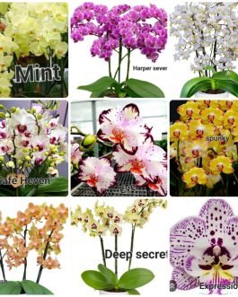 Phalaenopsis orchid combo 12 ( 9 plants)