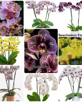 Phalaenopsis orchid combo 13 ( 9 plants)