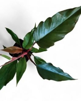 Philodendron Choco Empress (single medium sized plant)