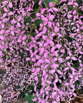 Congea pink (single plant)