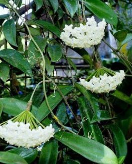 Hoya white dragon (single plant)