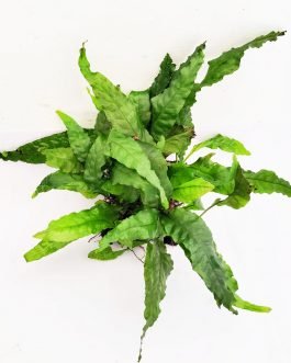 Microsorum pteropus/Wrinkled leaf/Java fern-wrinkled leaf (clump on steel mesh)