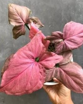 Syngonium Pink Perfection (small single plant pot)