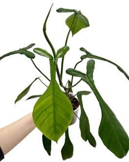 Philodendron Joepii (small single plant pot)