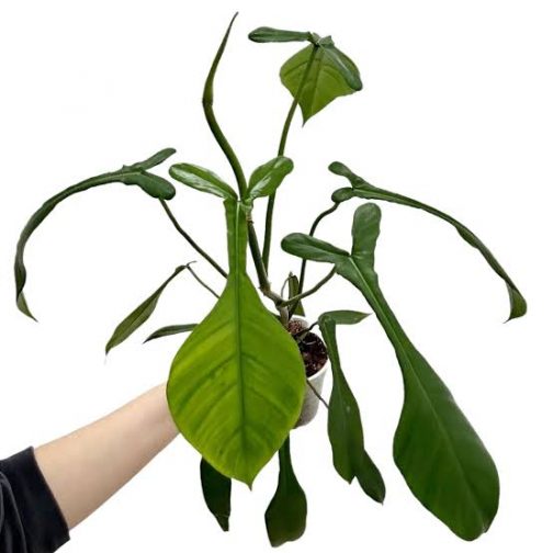 Philodendron Joepii (small single plant pot)