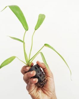 Philodendron Joepii (small single plant pot)