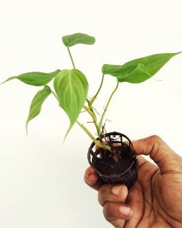 Philodendron Nangaritense (small plant pot)