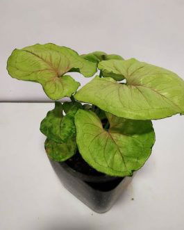 Syngonium Mango Allusion (small single plant pot)