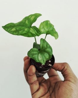 Cercestis mirabilis (small single plant pot)