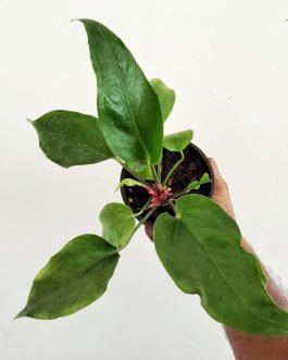 Anthurium renaissance (medium sized plant)