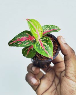 Aglaonema Red Emerald (small sized plant)