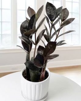 Black ZZ plant (small single plant)