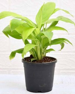 Small net pot sized- Golden peace lily (single plant)