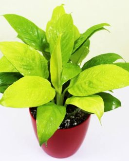 Small net pot sized- Golden peace lily (single plant)