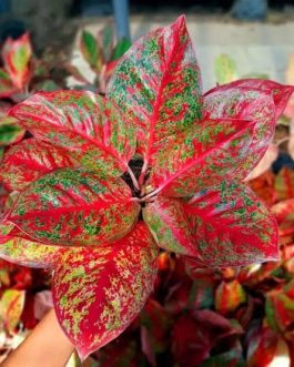 Aglaonema red stardust (medium sized single plant)