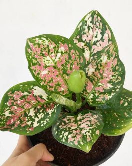 Aglaonema Tricolor (large single plant)