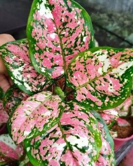 Aglaonema Tricolor (large single plant)