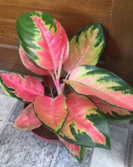 Aglaonema Cochin Peach (large single plant)