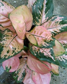 Aglaonema Cochin Peach (large single plant)