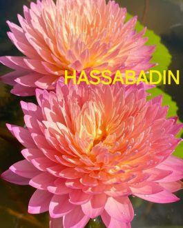 Hassabadin waterlily ( tropical, 365 days bloomer)