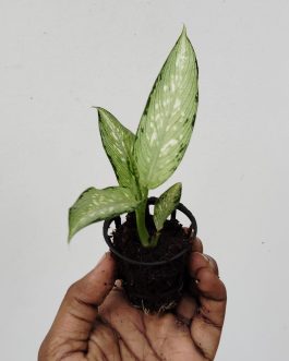 AGLAONEMA UDOM SAB (single plant pot)