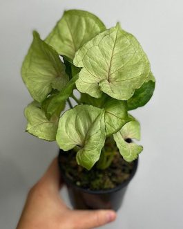 Syngonium Yami Red round leaf