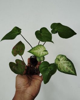 Assorted caladiums ( 2 plant varieties)