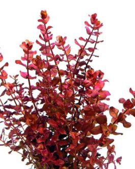 Rotala Macandra Mini Type IV (6 stems)