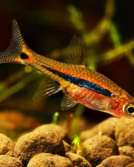 Least Rasbora (6 pcs)