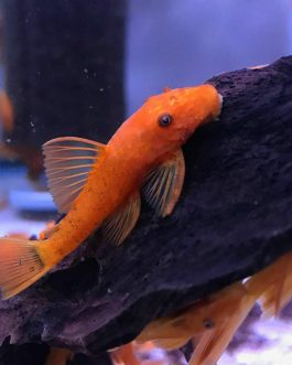 Super red bristlenose pleco (3 fishes)