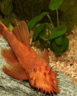 Super red bristlenose pleco (3 fishes)