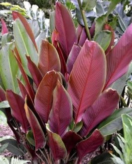 Red calathea lutea/ Calathea /Calathea Wheat (single plant)