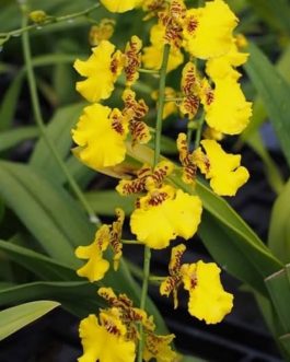 Oncidium yellow/ Dancing girl Orchid (net pot plant clump)